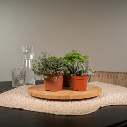 Succulenten Mix - 18 stuks - Ø8,5cm (10304)