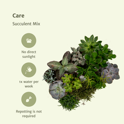 Succulenten Mix - 18 stuks - Ø8,5cm (10304)