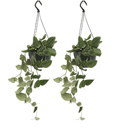 Scindapsus Pictus (Epipremnum) - 2 stuks (10278)