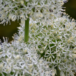 Kh bloembollen White Giant - Allium bollen 5 stuks (08720256864608)