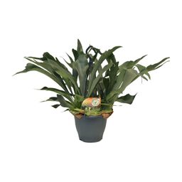 Platycerium Bifurcatum (10867)