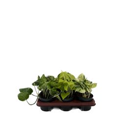Epipremnum Mix - 6 stuks (10591)