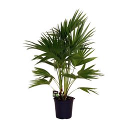Livistona Chinensis (11931)