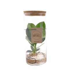 Clusia In Tube Glas M (11121)