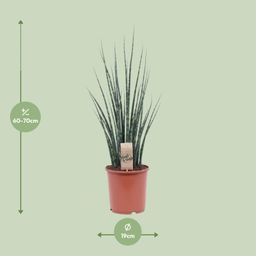 Sansevieria Fernwood Mikado (10215)