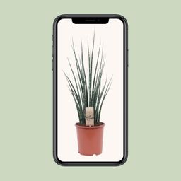 Sansevieria Fernwood Mikado (10215)