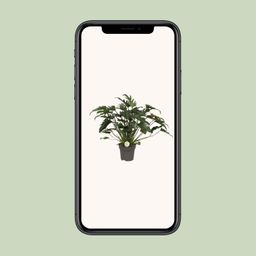 Philodendron Xanadu (9995)