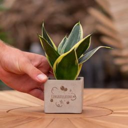 Congreet plantpots + Sansevieria | Congratulations (8721225131493)