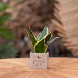 Congreet plantpots + Sansevieria | Congratulations (8721225131493)