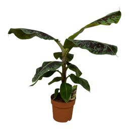 Musa - 80 cm - Ø19 (8721081686687)