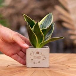 Congreet plantpots + Sansevieria | Bedankt (8721225131325)