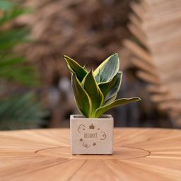 Congreet plantpots + Sansevieria | Bedankt (8721225131325)