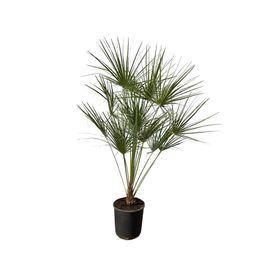 Chamaerops Humilis op stam - 160 cm - Ø24cm (8721081686731)