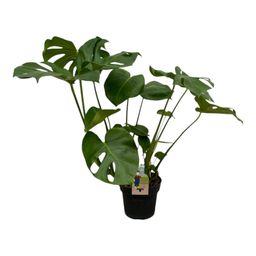 Monstera Deliciosa - 70 cm (8721081686663)