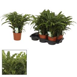 Calathea Bluegrass (12220)