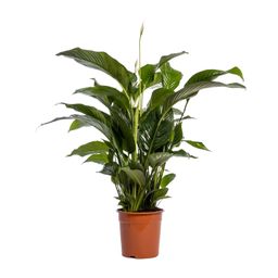Spathiphyllum Bellini (12236)