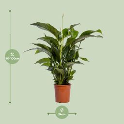 Spathiphyllum Bellini (12236)