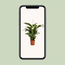 Spathiphyllum Bellini (12236)