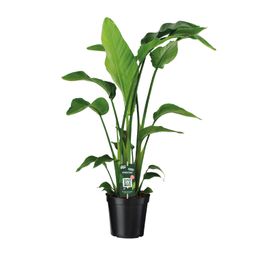 Strelitzia Nicolai (12346)