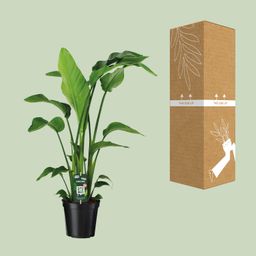 Strelitzia Nicolai (12346)