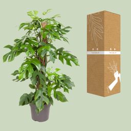 Monstera Minima (12159)
