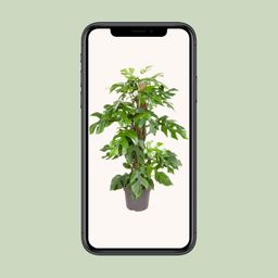 Monstera Minima (12159)