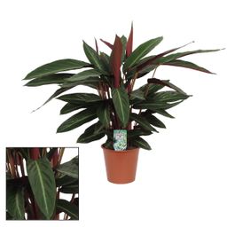 Calathea Stripestar Living - Ø17 ↕65 (12200)