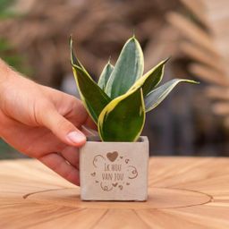 Congreet plantpots + Sansevieria | Ik hou van jou (8721225131318)