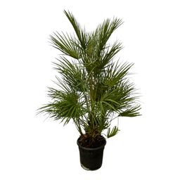 Chamaerops Humilis - 130 cm - Ø24cm (8721081686724)