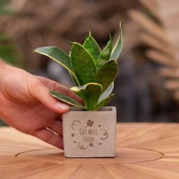 Congreet plantpots + Sansevieria | Get well soon (8721225131486)
