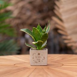 Congreet plantpots + Sansevieria | Get well soon (8721225131486)