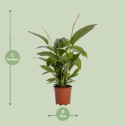 Spathiphyllum Bingo Cupido (12238)
