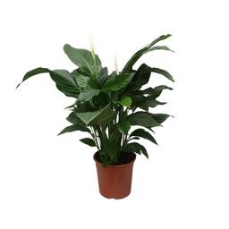 Spathiphyllum Sweet Silvana (12240)