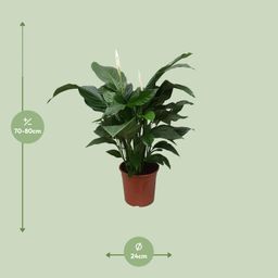 Spathiphyllum Sweet Silvana (12240)