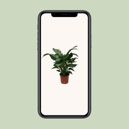 Spathiphyllum Sweet Silvana (12240)