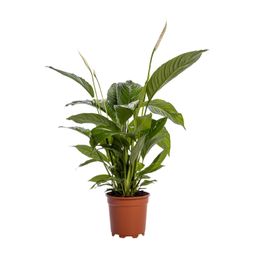 Spathiphyllum Bingo Cupido (12238)