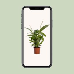 Spathiphyllum Bingo Cupido (12238)