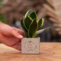 Congreet plantpots + Sansevieria | You are the best (8721225131509)