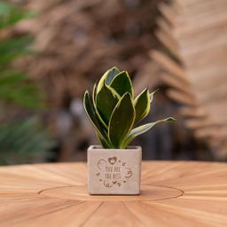 Congreet plantpots + Sansevieria | You are the best (8721225131509)
