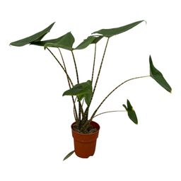 Alocasia Zebrina - 80 cm - Ø21cm (8721081686700)