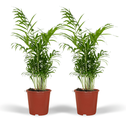 Chamaedorea Elegans (Mexicaanse Bergpalm) - 2 stuks (10234)