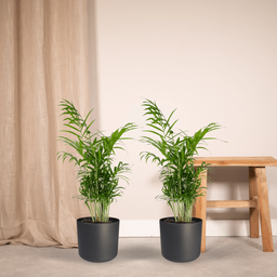 Chamaedorea Elegans (Mexicaanse Bergpalm) - 2 stuks (10234)
