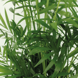Chamaedorea Elegans (Mexicaanse Bergpalm) - 2 stuks (10234)