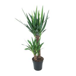 Yucca Elephantipes (12149)