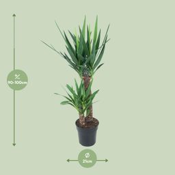 Yucca Elephantipes (12149)
