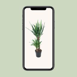 Yucca Elephantipes (12149)