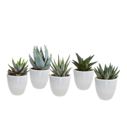 House of cactus Gasteria/Haworthia mix 5,5cm - in witte pot - 5x (8720618070128)