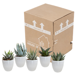 House of cactus Gasteria/Haworthia mix 5,5cm - in witte pot - 5x (8720618070128)