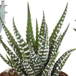 House of cactus Gasteria/Haworthia mix 5,5cm - in witte pot - 5x (8720618070128)