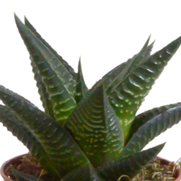 House of cactus Gasteria/Haworthia mix 5,5cm - in witte pot - 5x (8720618070128)